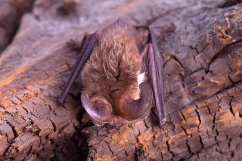 Long-eared bat Stock-Fotos