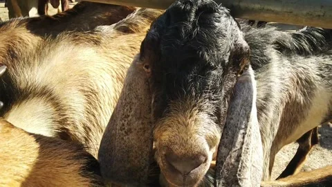 Long eared goat Video stock 169941388