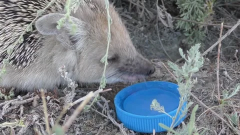 Long-eared hedgehog drinking water from a blue cap 動画素材 346944261