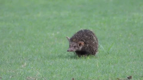 Long-eared Hedgehog Stock Footage 159280991