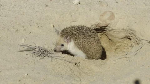 Long-eared Hedgehog in its sandy burrow in the Negev Desert Video stock 142995499