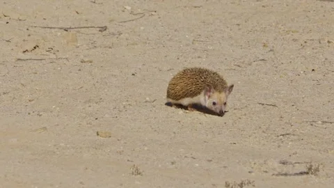 Long-eared Hedgehog in its sandy burrow in the Negev Desert Stock-Footage 249070574