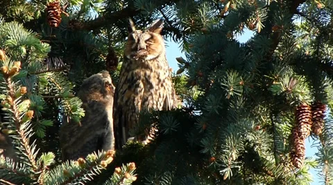 Long-eared owl and kid (Full-HD) Stock Footage 38555744