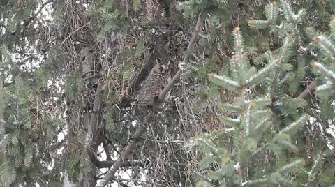 Long-eared owl (Asio otus) in the tree in winter scene Stock Footage 15488135