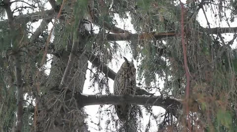 Long-eared owl (Asio otus) in the tree in winter scene Stock Footage 15492371