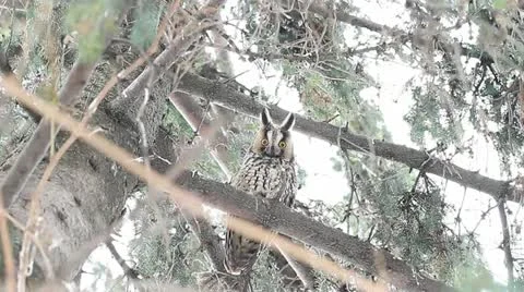 Long-eared owl (Asio otus) in the tree in winter scene Stock Footage 15496890