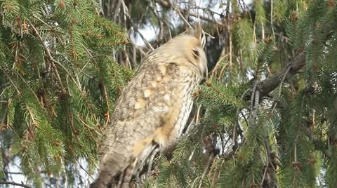 Long-eared owl (Asio otus) in the tree in winter scene Stock Footage 16609598