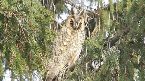 Long-eared owl (Asio otus) in the tree in winter scene Stock Footage 16615012