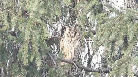 Long-eared owl (Asio otus) in the tree in winter scene Stock Footage 16622583