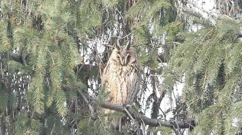 Long-eared owl (Asio otus) in the tree in winter scene Stock Footage 16631330