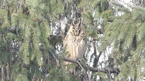 Long-eared owl (Asio otus) in the tree in winter scene Stock Footage 16651511