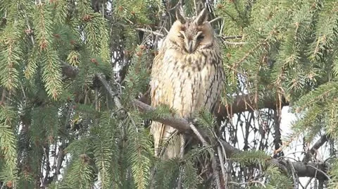 Long-eared owl (Asio otus) in the tree in winter scene Stock Footage 16653507