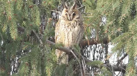 Long-eared owl (Asio otus) in the tree in winter scene Stock Footage 16659960