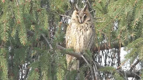 Long-eared owl (Asio otus) in the tree in winter scene Stock Footage 16660871