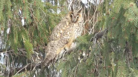 Long-eared owl (Asio otus) in the tree in winter scene Stock Footage 16668735