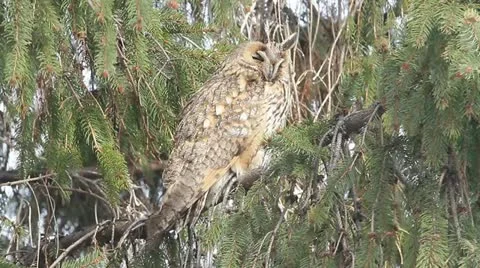 Long-eared owl (Asio otus) in the tree in winter scene Stock Footage 16671206