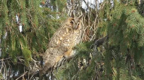 Long-eared owl (Asio otus) in the tree in winter scene Stock Footage 16672342
