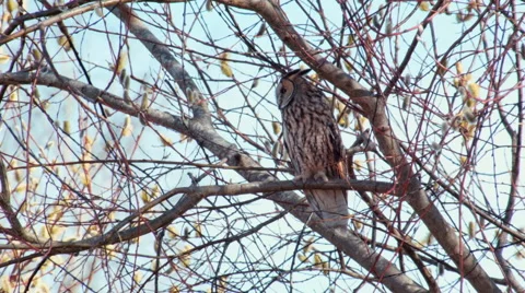 Long-eared owl Asio otus is sleepy in midday Video stock 64237484