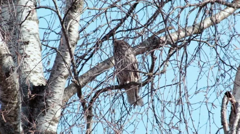 Long-eared owl Asio otus is having bad mood at midday Stock Footage 64237549