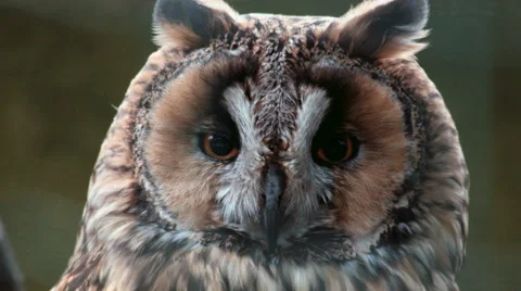 Long-eared owl Asio otus extreme closeup. Don`t look too long in her eyes! Video stock 64237972