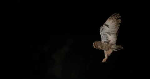 Long Eared Owl, asio otus, Adult in Flight, Normandy in France, Slow Motion 4K Stockbeeldmateriaal 67809001