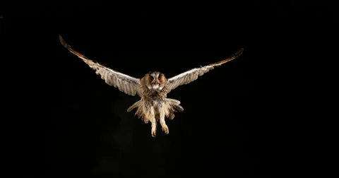 Long Eared Owl, asio otus, Adult in Flight, Normandy in France, Slow Motion 4K Stock Footage 67809044
