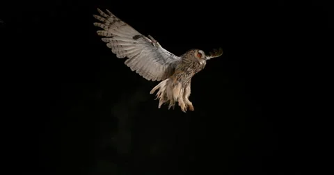 Long Eared Owl, asio otus, Adult in Flight, Normandy in France, Slow Motion 4K Stockbeeldmateriaal 67809094