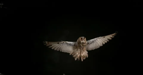 Long Eared Owl, asio otus, Adult in Flight, Normandy in France, Slow Motion 4K Stockbeeldmateriaal 67810320