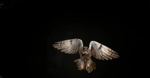 Long Eared Owl, asio otus, Adult in Flight, Normandy in France, Slow Motion 4K Stockbeeldmateriaal 67810411