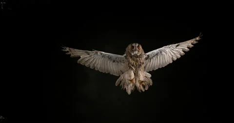 Long Eared Owl, asio otus, Adult in Flight, Normandy in France, Slow Motion 4K Stockbeeldmateriaal 67810494