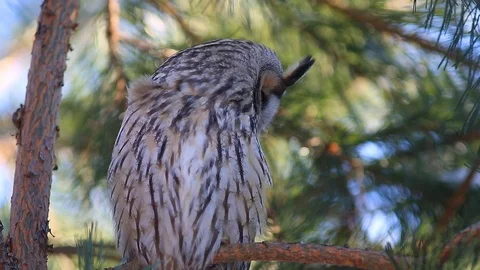 Long-eared owl (Asio otus) sitting on a branch of pine and  shakes his head Vídeos de archivo 72850277