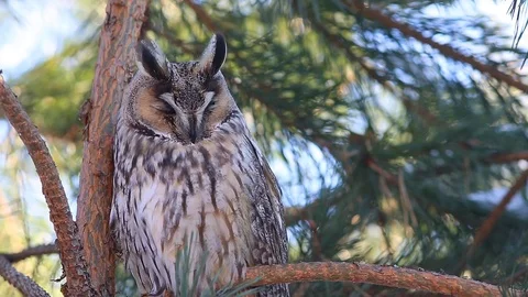 Long-eared owl (Asio otus) sitting on a branch of pine and  shakes his head Stock Footage 72915594