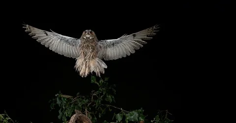 Long Eared Owl, asio otus, Adult in Flight, Normandy in France, Slow Motion 4K Stockbeeldmateriaal 75966529