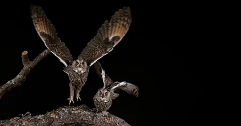 Long Eared Owl, asio otus, Adults in Flight, Normandy in France, Slow Motion 4K Stock Footage 75966545