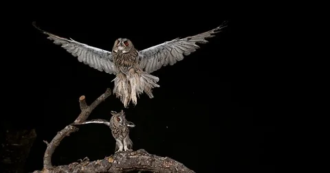 Long Eared Owl, asio otus, Adult in Flight, Normandy in France, Slow Motion 4K Stockbeeldmateriaal 75966581