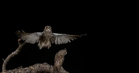 Long Eared Owl, asio otus, Adult in Flight, Normandy in France, Slow Motion 4K Stockbeeldmateriaal 75966620