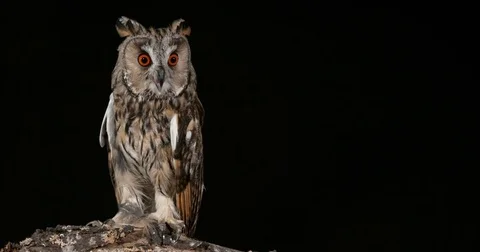 Long Eared Owl, asio otus, Adult, Normandy in France, Time Lapse of Moon, 4K Stockbeeldmateriaal 75969462