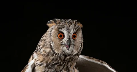Long Eared Owl, asio otus, Adult, Normandy in France, Real Time 4K Stockbeeldmateriaal 75982206
