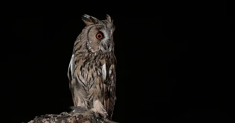 Long Eared Owl, asio otus, Adult, Normandy in France, Real Time 4K Stockbeeldmateriaal 75982233