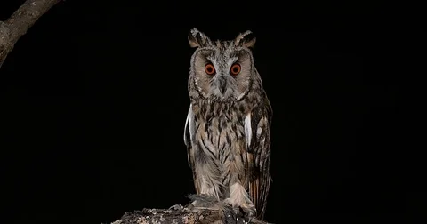 Long Eared Owl, asio otus, Adult, Normandy in France, Real Time 4K Stockbeeldmateriaal 75982251