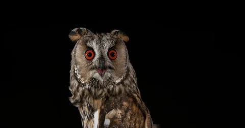 Long Eared Owl, asio otus, Adult, Normandy in France, Real Time 4K Stockbeeldmateriaal 75982277