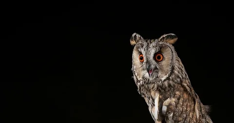 Long Eared Owl, asio otus, Adult, Normandy in France, Real Time 4K Stockbeeldmateriaal 75982305