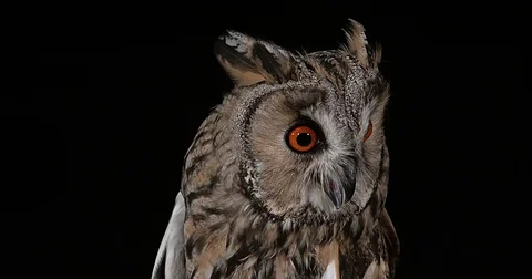 Long Eared Owl, asio otus, Portrait of Adult, Normandy in France, Real Time 4K Stockbeeldmateriaal 75982347
