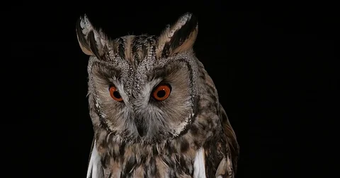 Long Eared Owl, asio otus, Portrait of Adult, Normandy in France, Real Time 4K Stockbeeldmateriaal 75982372