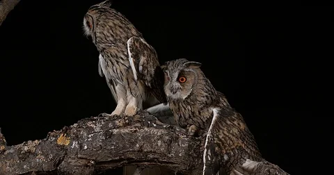 Long Eared Owl, asio otus, Adults, Pair, Normandy in France, Real Time 4K Stockbeeldmateriaal 75982389