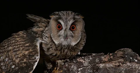 Long Eared Owl, asio otus, Adult, Normandy in France, Real Time 4K Stockbeeldmateriaal 75982397