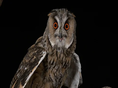 Long Eared Owl, asio otus, Adult, Normandy in France, Real Time 4K Stockbeeldmateriaal 75982430