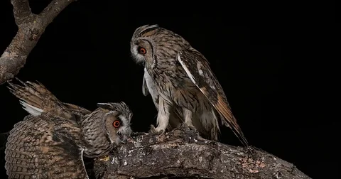 Long Eared Owl, asio otus, Adults, Pair, Normandy in France, Real Time 4K Stockbeeldmateriaal 75982444