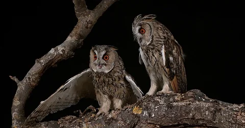 Long Eared Owl, asio otus, Adults, Pair, Normandy in France, Real Time 4K Stockbeeldmateriaal 75982474