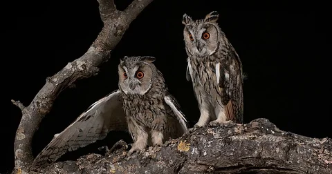 Long Eared Owl, asio otus, Adults, Pair, Normandy in France, Real Time 4K Stockbeeldmateriaal 75982509